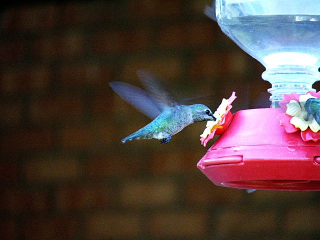 [hummingbird4[3].jpg]