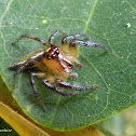 Jumping spider
