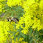 Common eastern bumble bee