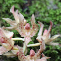 orchid