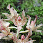 orchid