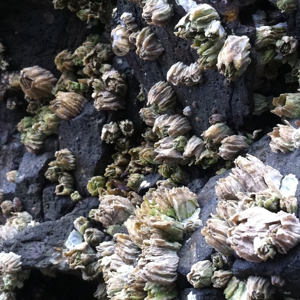 Acorn Barnacle