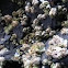 Acorn Barnacle