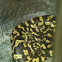 Carpet Python