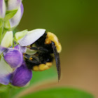 Nevada Bumble Bee