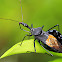 Bee Assassin Bug