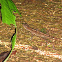 Golfo Dulce Anole