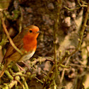 Robin