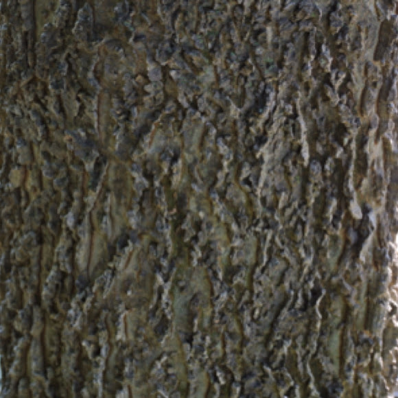 Spotting Image 1
