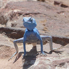 Sinai Agama
