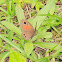 Rainforest Brown