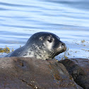 Harbor Seal