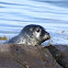 Harbor Seal