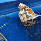 Snout Butterfly