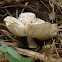 Leucoagaricus