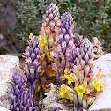 Desert Hyacinth