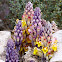 Desert Hyacinth