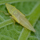 Sharpshooter (nymph)