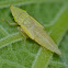Sharpshooter (nymph)