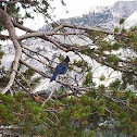 Steller's Jay