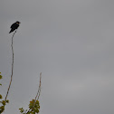 Red-winged Blackbird