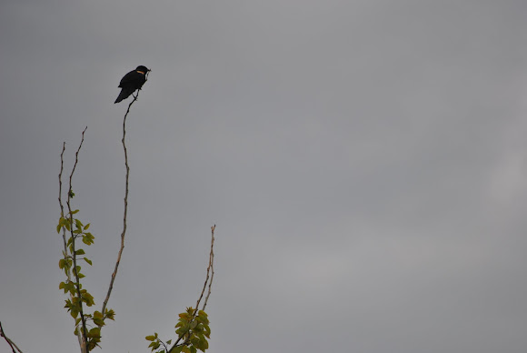Spotting Image 1