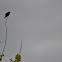 Red-winged Blackbird