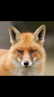 How to mod animal wallpaper dieren animal 0.1 apk for pc