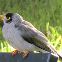 Noisy Miner