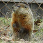 Woodchuck