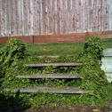 Ivy