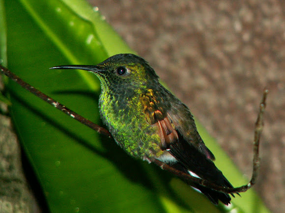 Spotting Image 1