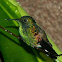 Striped-tailed Hummingbird