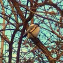 Black-capped Chickadee