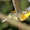 Red-billed Leiothrix
