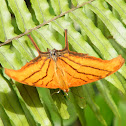 Ruddy Daggerwing