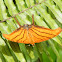 Ruddy Daggerwing