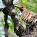 Northern Flicker