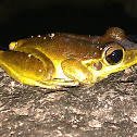 Stoney Creek Frog
