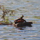 Painted Turtle