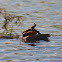 Painted Turtle