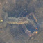Crayfish