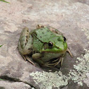 Green Frog