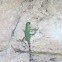 Iguana, X'tolok, Black Iguana
