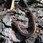 California Slender Salamander