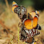 Common Tiger & blue tiger
