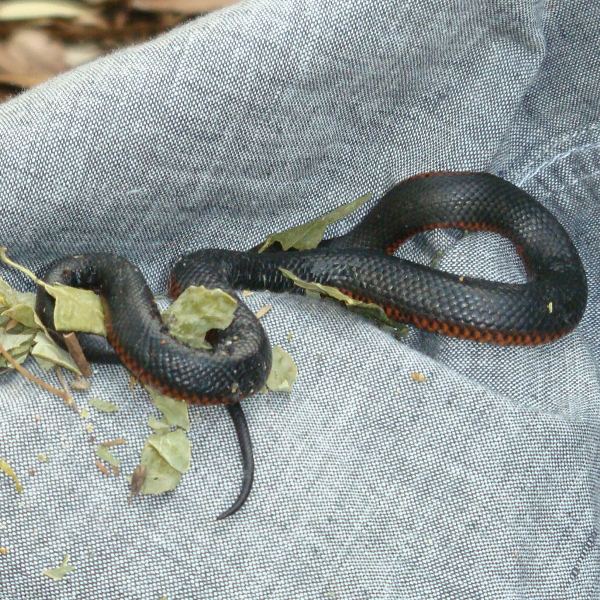 Baby RedBellied Black Snake Project Noah