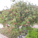 Flowering red tree
