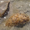 Liebre de mar, babosa de mar