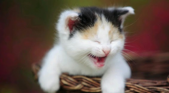 How to install Cats Wallpapers 1.0 mod apk for pc